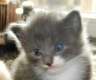 Wir haben Norwegerkitten zu verkaufen